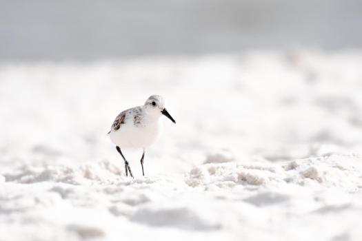 Artistic-View-of-Sanderling-on-Beach-4119-WEBsm