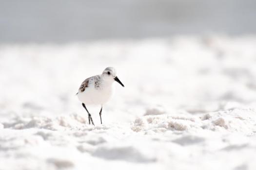Artistic-View-of-Sanderling-on-Beach-4119-WEBsm
