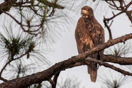 Golden-Eagle-Final-Cropped2-WEB-8876