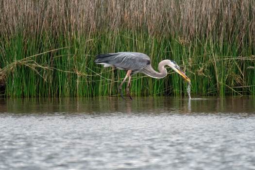 Great-Blue-Heron-Eating2-7144_WEBsm