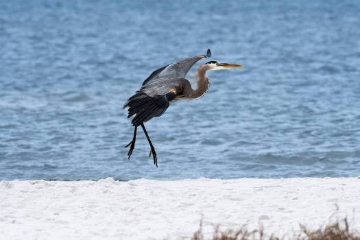 Great_Blue_Heron_Landing3_WEBsmjpg