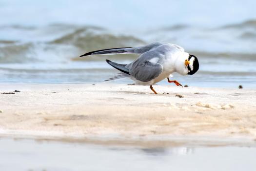 Least-Tern-Dancing-on-Beach-6503-Websm