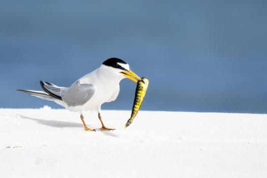 Least-Tern-With-Fish-on-Beach-Cropped-6589-Websm