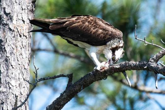 Osprey-Eating-Fish-9392_WEBsm