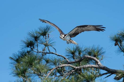 Osprey-Flying-past-nest-5166-WEBsm