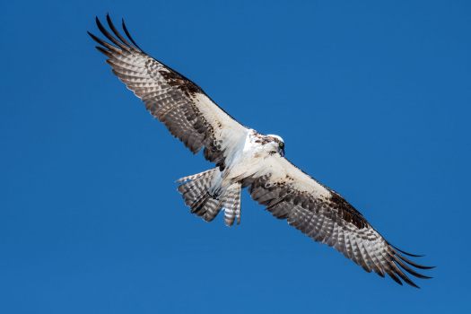 Osprey-Wings-spread-wide-9676-WEBsm