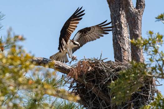 Osprey-fish-to-Nest-7929-cropped-Web-Sm