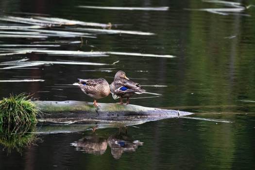 Two_Hen_mallards_On_Log_Wyoming2_4841_WEBsm-copy