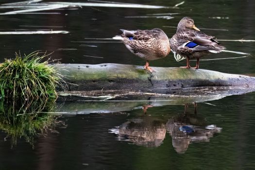 Two_Hen_mallards_On_Log_Wyoming_4841_Cropped_WEBsm