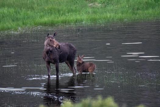 Cow-Calf_Moose_In_Water_Colorado_0151_WEBsm