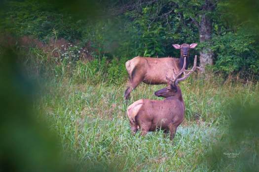 Elk_Boxley_Valley_Cropped-2x3_signed_0110_WEBsm