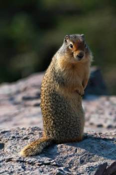 Montana_Marmot_Portrait_Sitting_2715_WEBsm