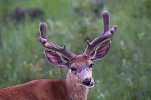 Mule_Deer_CloseUp_Colorado_0214_WEBsm