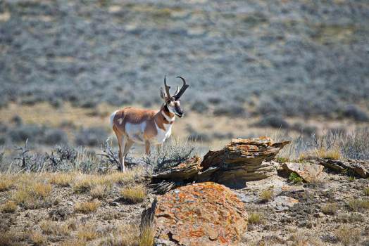 Pronghorn-amoung-Rocks-Wyoming2_0899_WEBsm