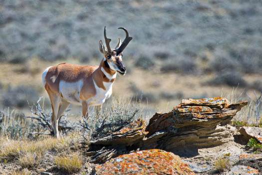 Pronghorn-amoung-Rocks-Wyoming2_Cropped_0899_WEBsm