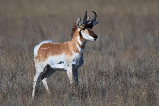 Utah_Juvenile_Antelope_8632_WEBsm