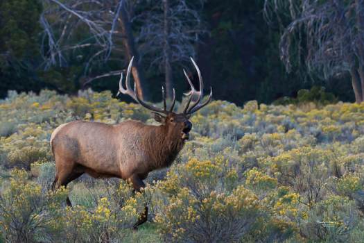 Wyoming_Bull-Elk_1047_WEBsm