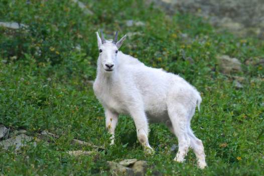 Young_Mountain_Goat_Montana_2628_WEBsm