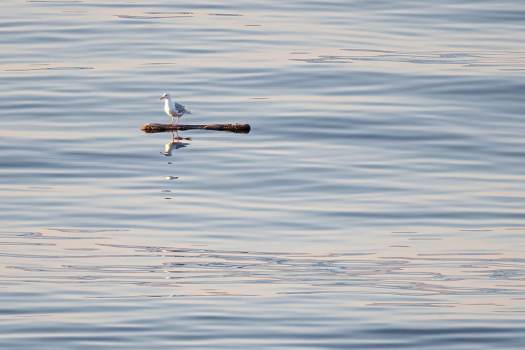 Seagull_on_log_ocean_1829_WEBsm