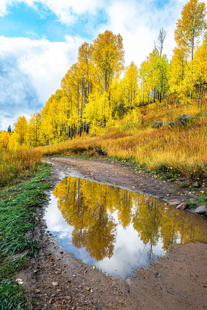 Golden Aspens create reflection in puddle of water after rain storm - Copyright Randy G. Barney Photography