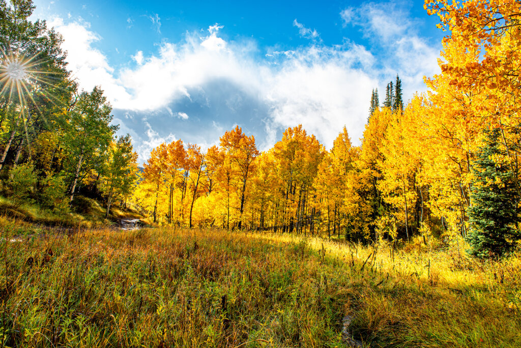 Meadow leading up to golden quaking aspens after a morning rain storm - Copyright Randy G. Barney Photography