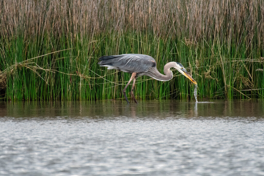 Great Blue Heron searching for food - Copyright Randy G. Barney Photography