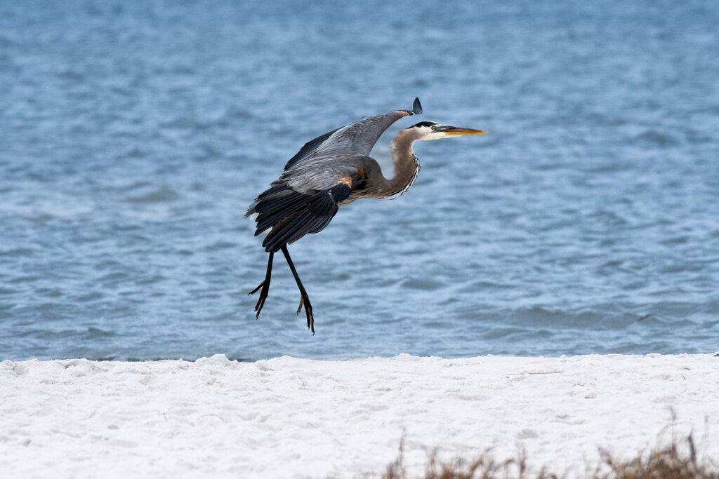 Great Blue Heron Coming in for a landing - Copyright Randy G. Barney photography