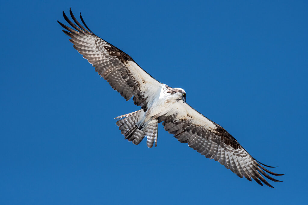 Osprey scanning for fish - Copyright Randy G. Barney Photography