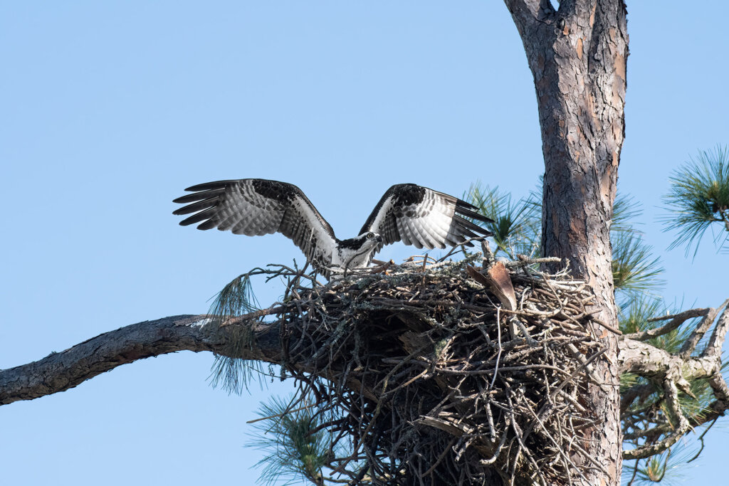 Osprey on nest - Copyright Randy G. Barney