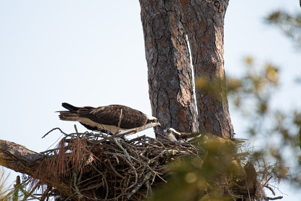 Two Ospreys in the Nest - Copyright Randy G. Barney