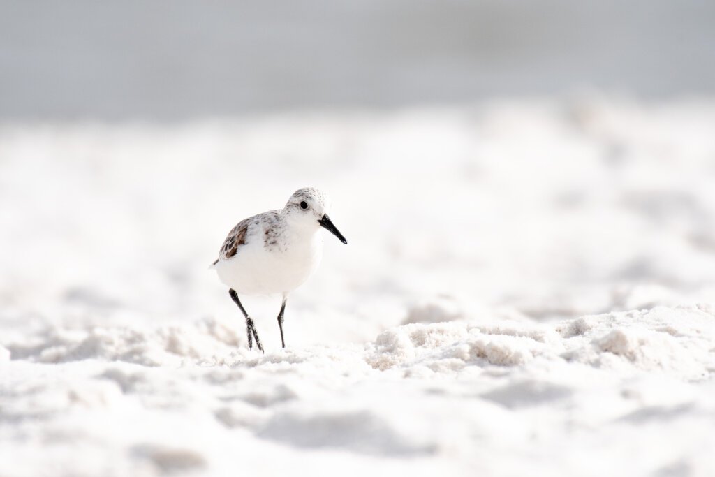 Sanderling searching for yummy beach food - Copyright Randy G. Barney Photography.