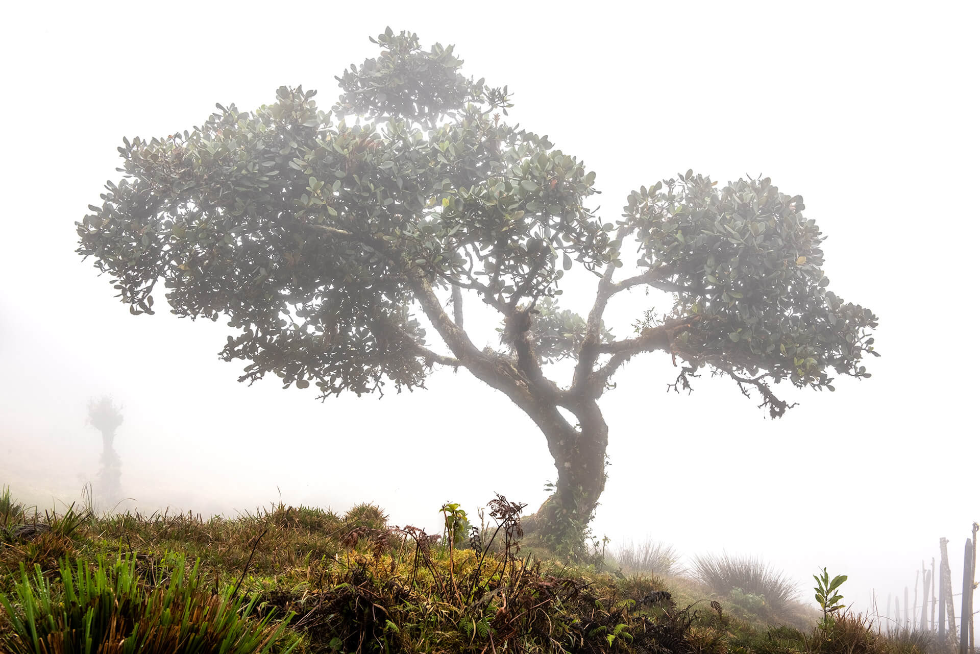 Lone Tree in Fog - Costa Rica - Copyright Randy G. Barney