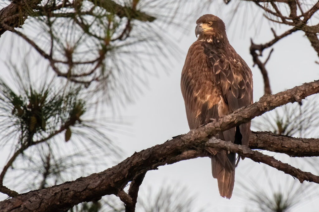 Golden Eagle on Florida Gulf Coast. Copyright Randy G Barney Photography.