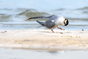 Least Tern Dancing on Beach - Copyright Randy G. Barney