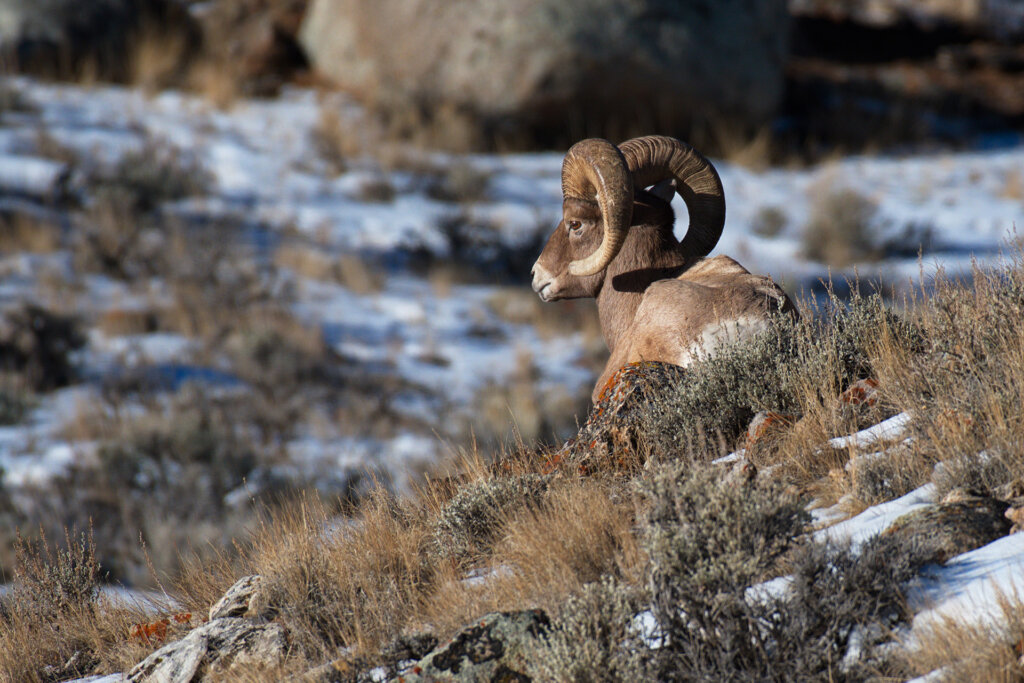 A Bighorn Rocky Mountain Ram keeps gaurd while the heard enjoys breakfast - Copyright Randy G. Barney Photography.