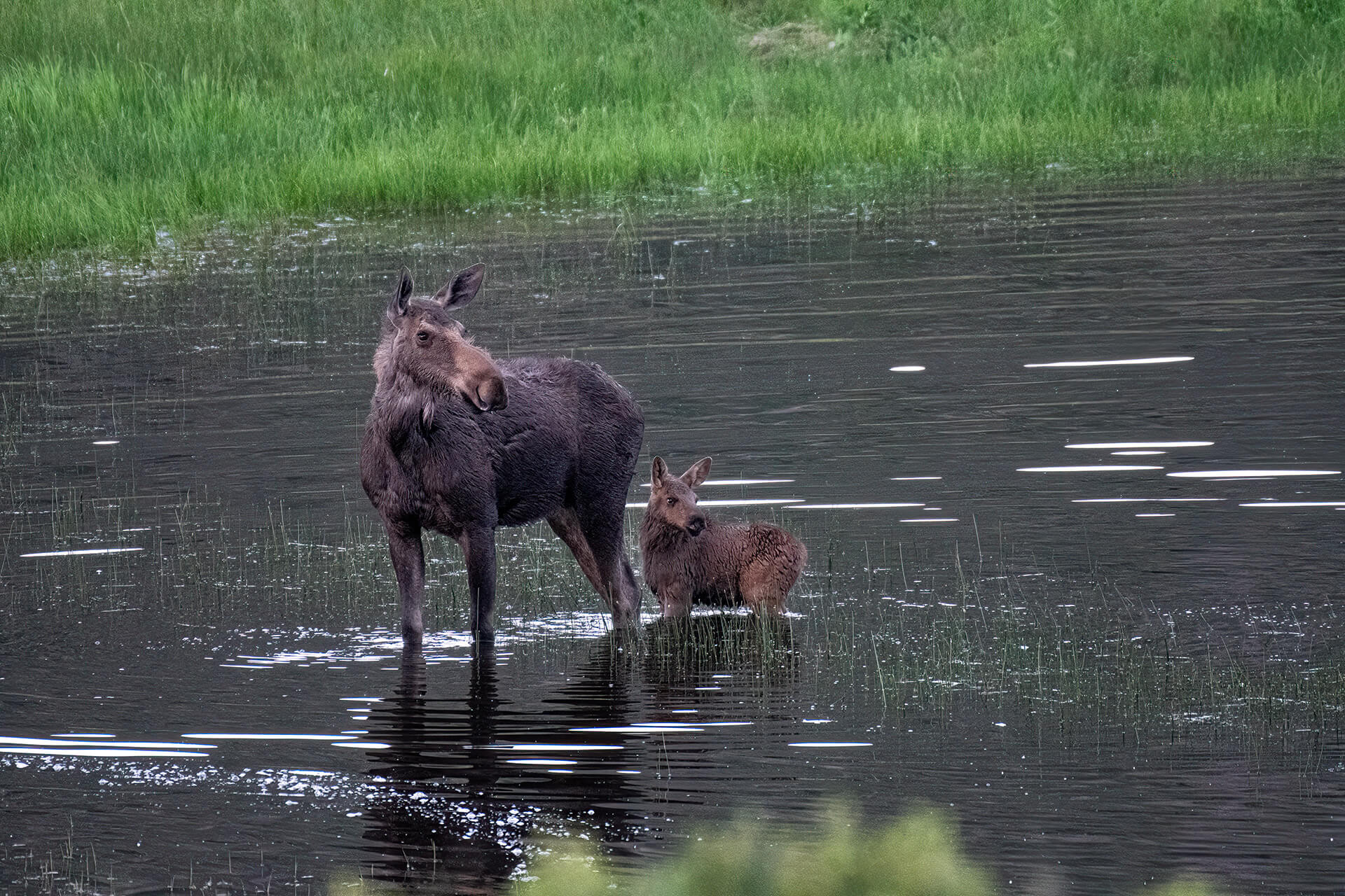Mom and calf Moose are on high aleart with a pack of Coyotes closing in - Randy G. Barney Photography