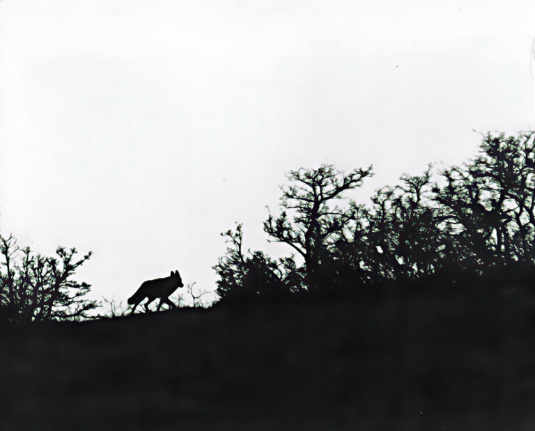 I was shooting Black and White for my photography class. This silhouetted coyote was captured at twilight just before the sun came up. I was across the ravine with my Ricoh SLR, 400mm + doubler. (Pan X ASA 400 Film)