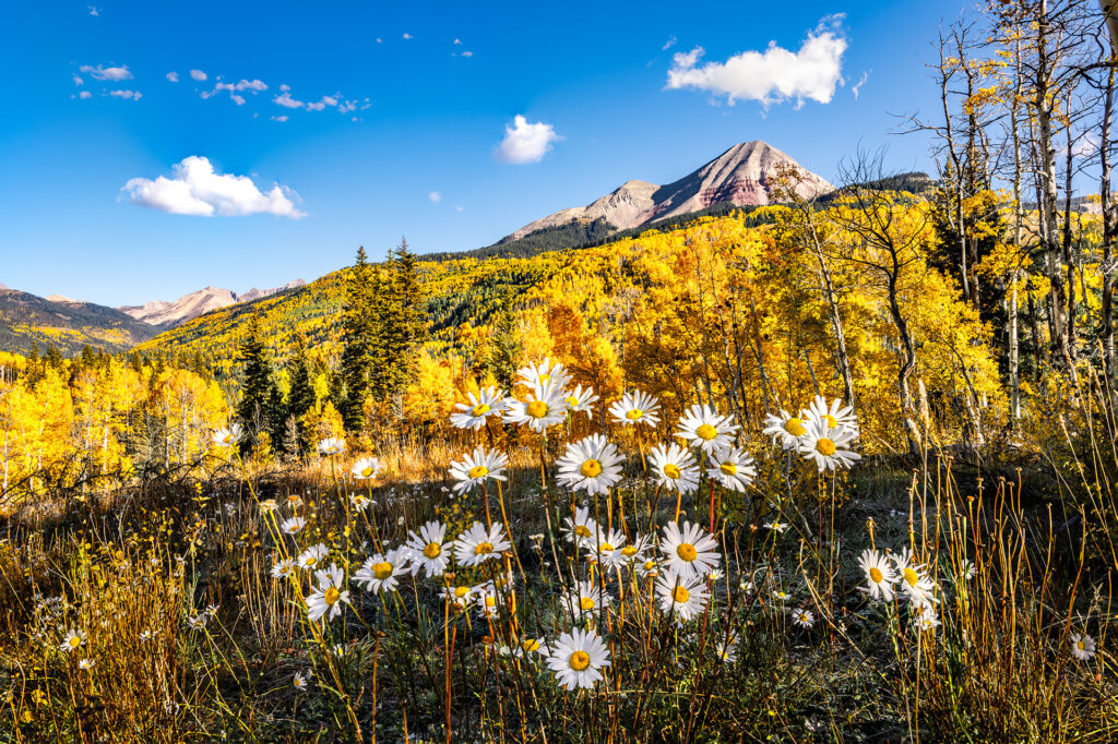 Wild Daisies stretch for morning sunlight amid a backdrop of golden Quaking aspens - Copyright Randy G. Barney Photograpy