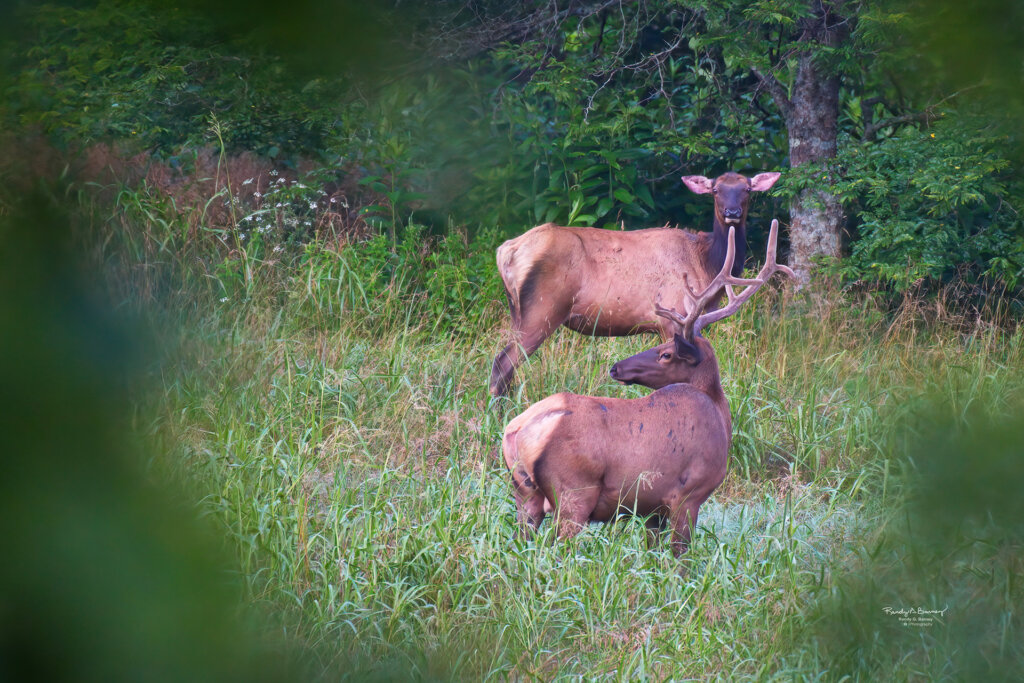 Bull and Cow Elk take a break from grazing to check out thier surroundings - Copyright Randy G. Barney.