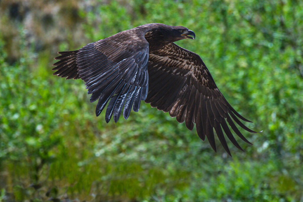 Golden Eagle skims above the trees - Copyright Randy G. Barney Photography