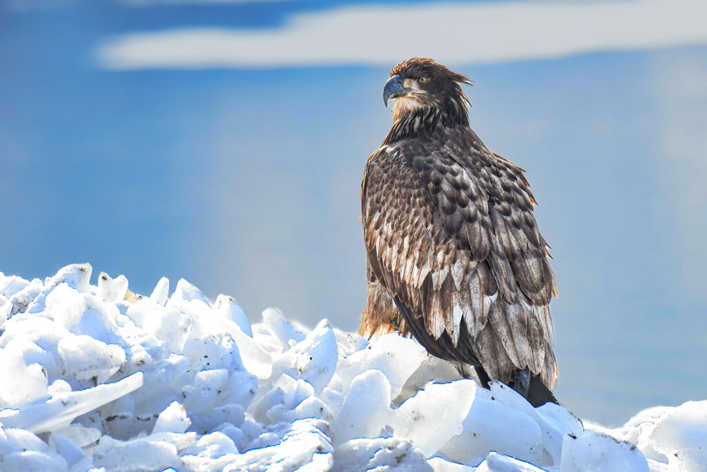 Juvenile Bald Eagle sits on a pile of broken Ice on the edge of the bay - Copyright Randy G. Barney