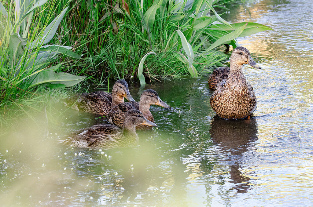 Mother Mallard duck with here ducklings in the stream - Copyright Randy G. Barney Photography