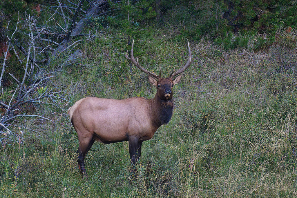 Montana Bull Elk Honing In on the some noise - Copyright Randy G. Barney Photagraphy