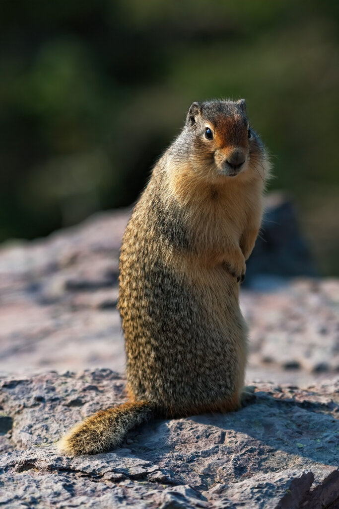 Montana Prairie Dog Posing for the camera - Copyright Randy G. Barney Photography