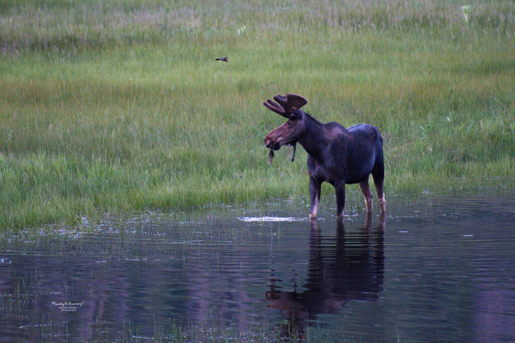 Young Bull Moose enjoys some nice vegetation from the bottom of the pond - Copyright Randy G. Barney.