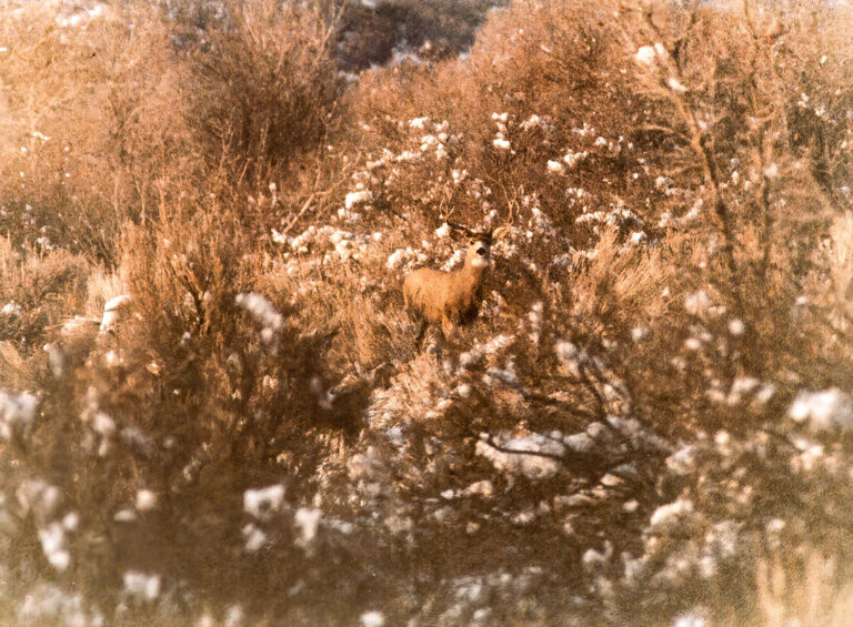 Four point Buck captured with my Richoh SLR, 400mm lens and 2x Teleconverter at dusk. I was most likely shooting ASA 400 film.