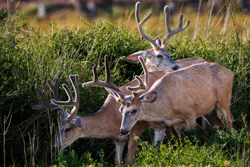 3 Mule Deer in Velvet leave the desert for greener pastures - Copyright Randy G. Barney.