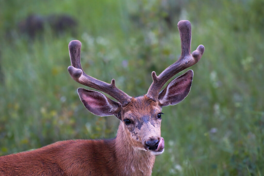 This soon to be 4 point Mule Deer Buck enjoys the morning browse from the meadow - Copyright Randy G. Barney.