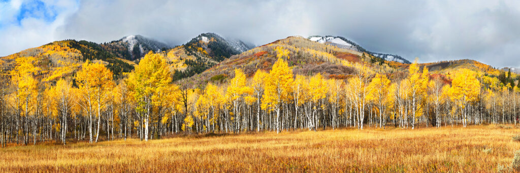 panoramic view of golden quaking aspen trees with snow capped mountains behind them. Image taken in the Wasatch range of Utah - Copyright Randy G. Barney Photography