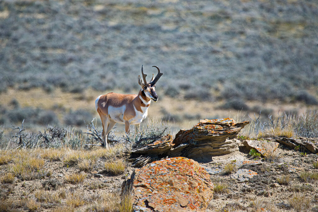 Mature Pronhorn Buck sizes up his surroundings before bolting - Copyright Randy G. Barney Photography.